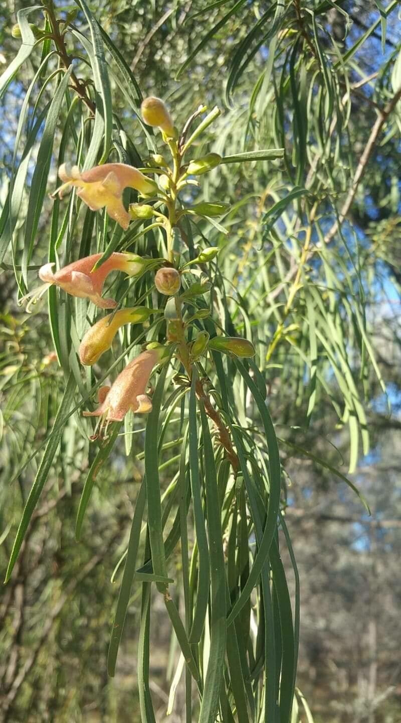 Eremophila longifolia flower