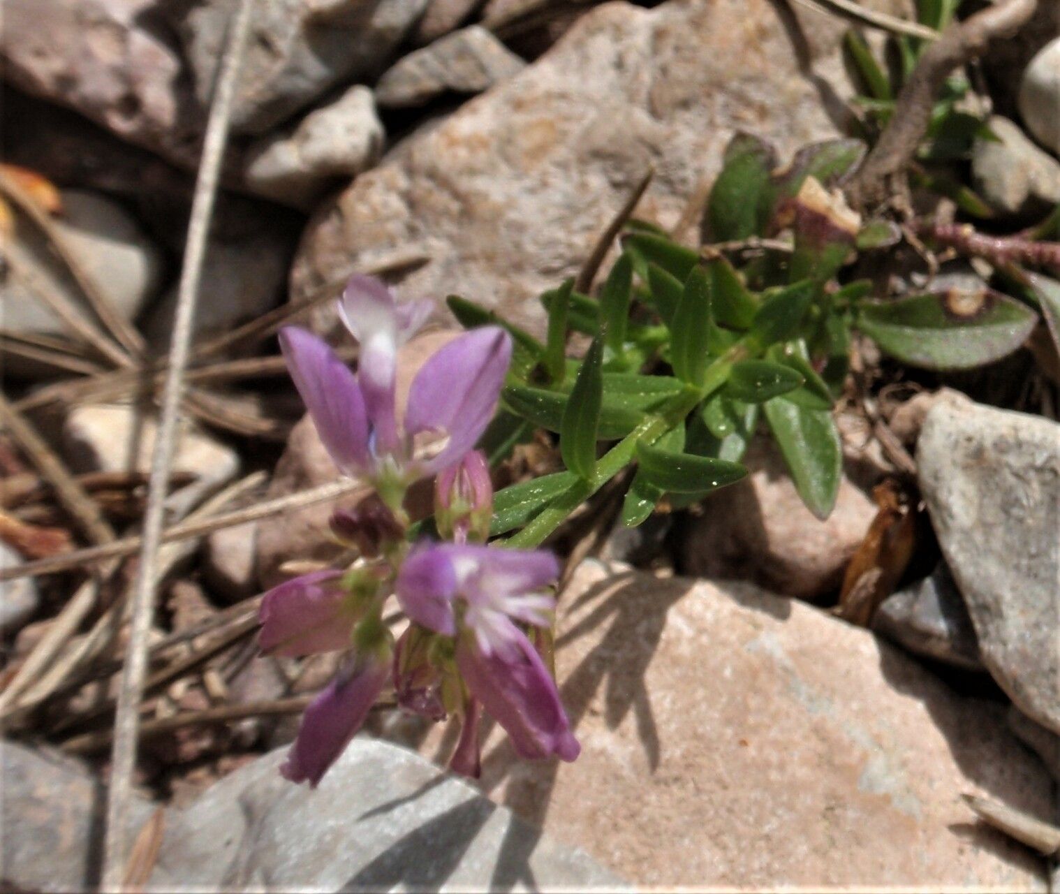 Polygala monspeliaca leaf