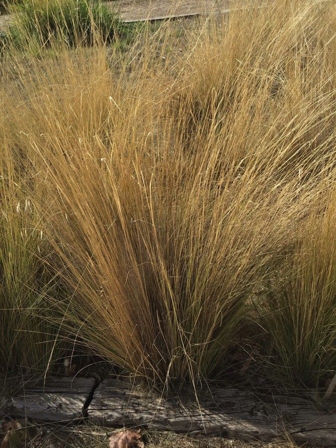 Stipa lessingiana leaf