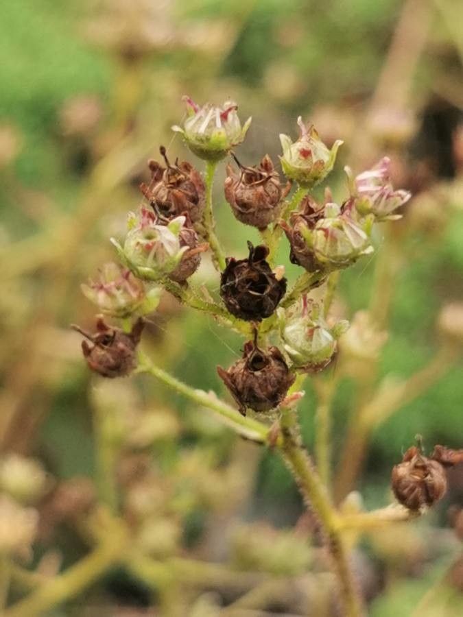 Saxifraga boussingaultii fruit