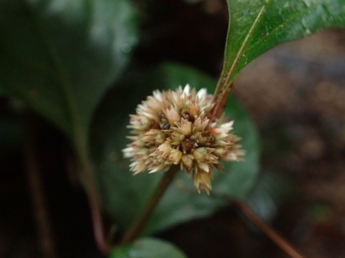 Celosia globosa — houseplant care guide
