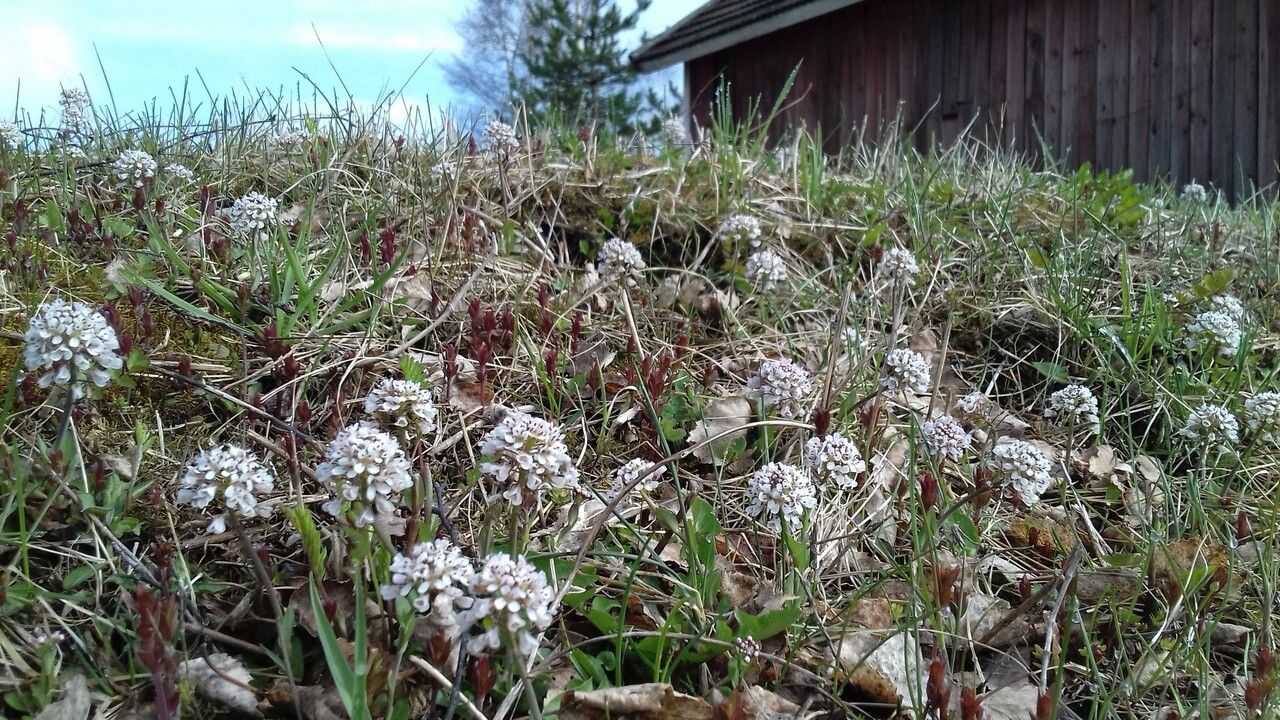 Noccaea caerulescens flower