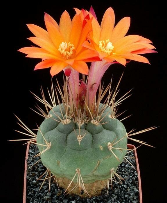 Matucana oreodoxa — houseplant care guide