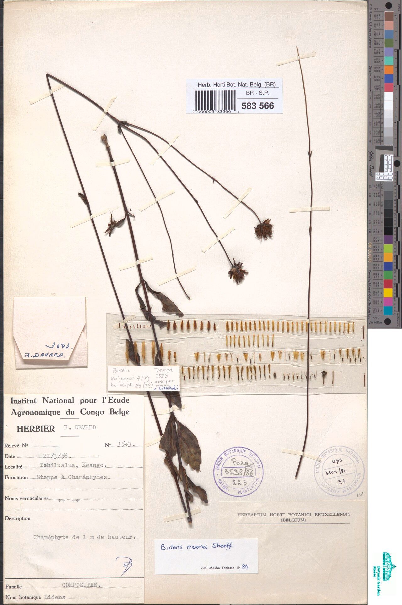 Bidens moorei — houseplant care guide