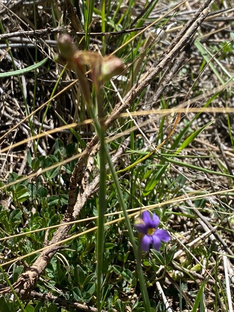 Sisyrinchium chilense flower