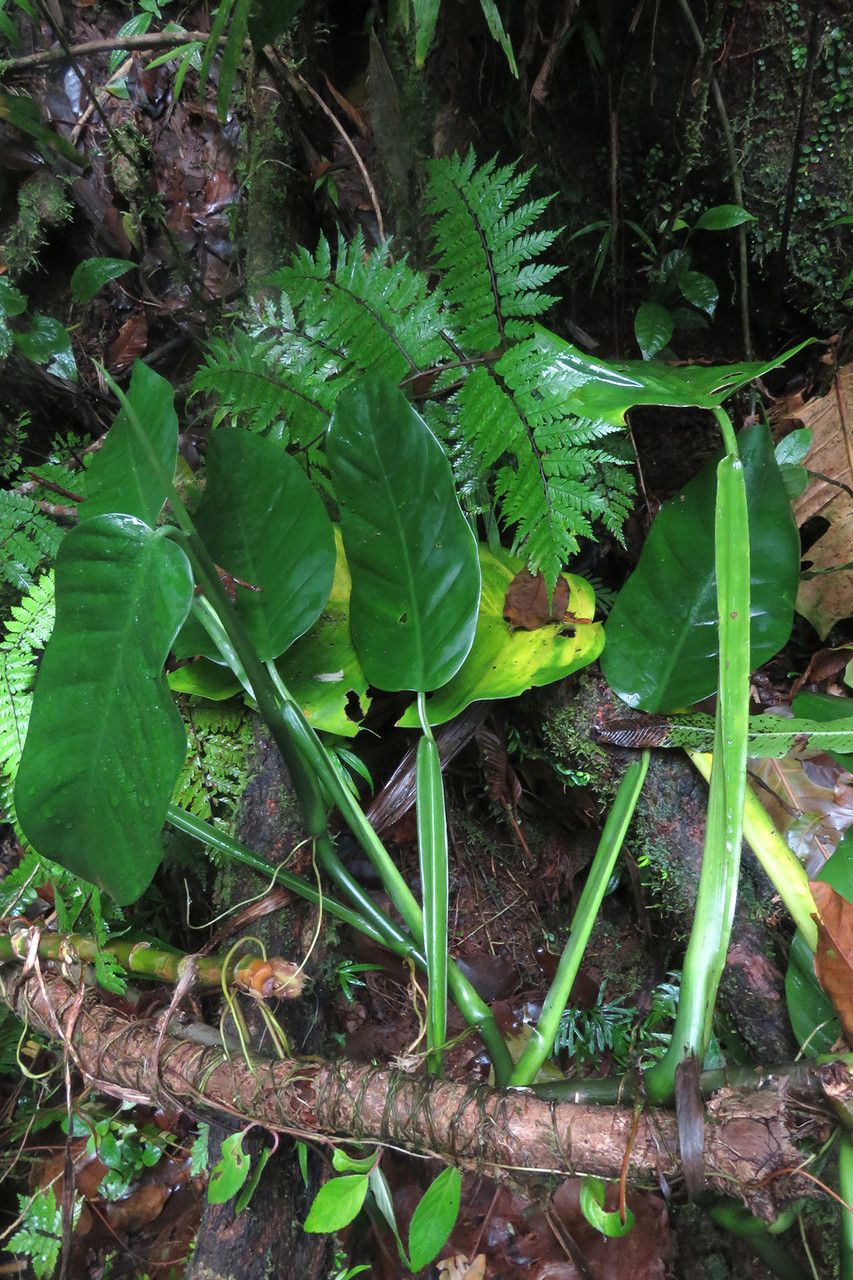 Philodendron lingulatum habit