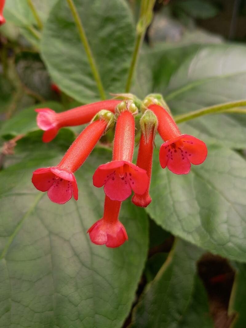 Sinningia macropoda flower
