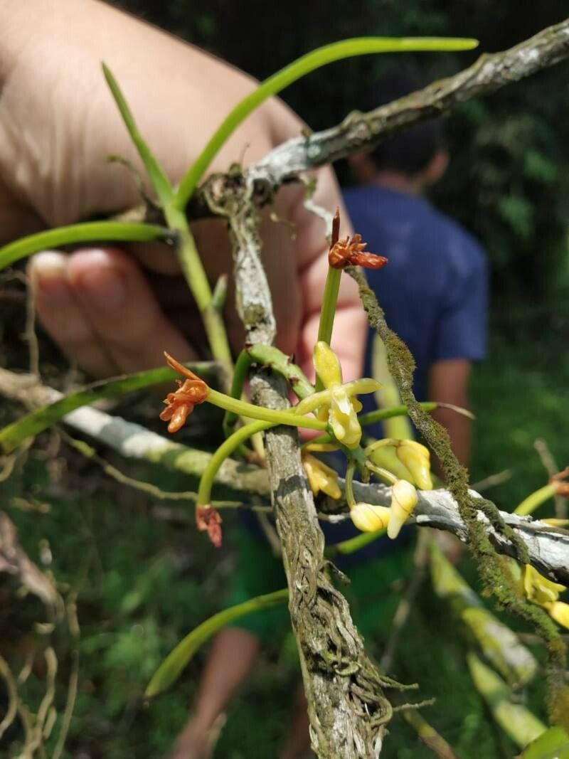 Micropera pallida flower