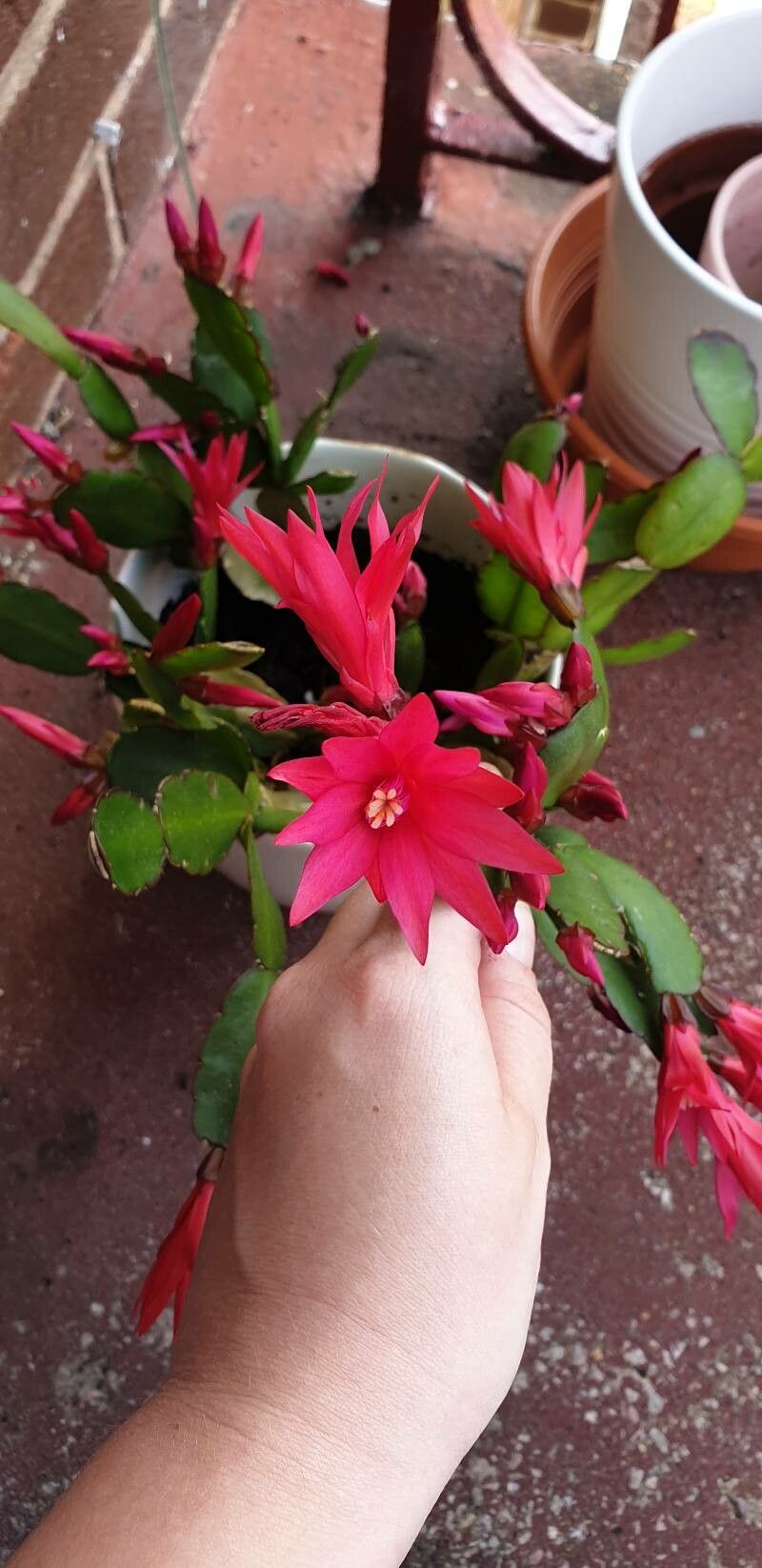 Rhipsalidopsis gaertneri flower
