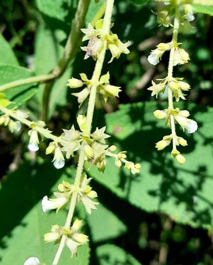 Lepechinia vesiculosa flower
