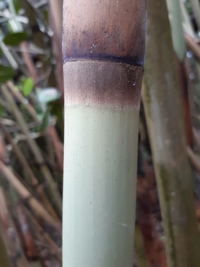 Nastus borbonicus bark