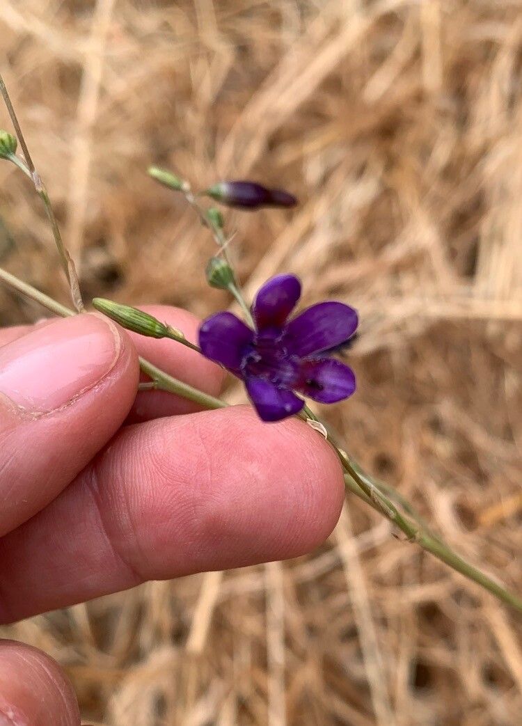 Leucocoryne violacescens flower