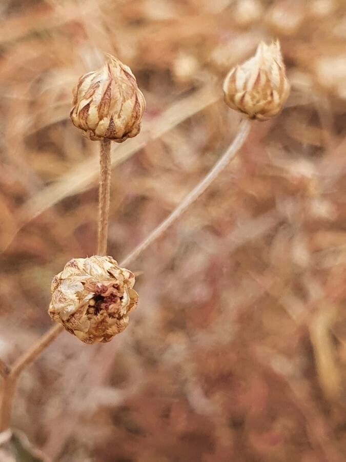 Gutenbergia boranensis fruit