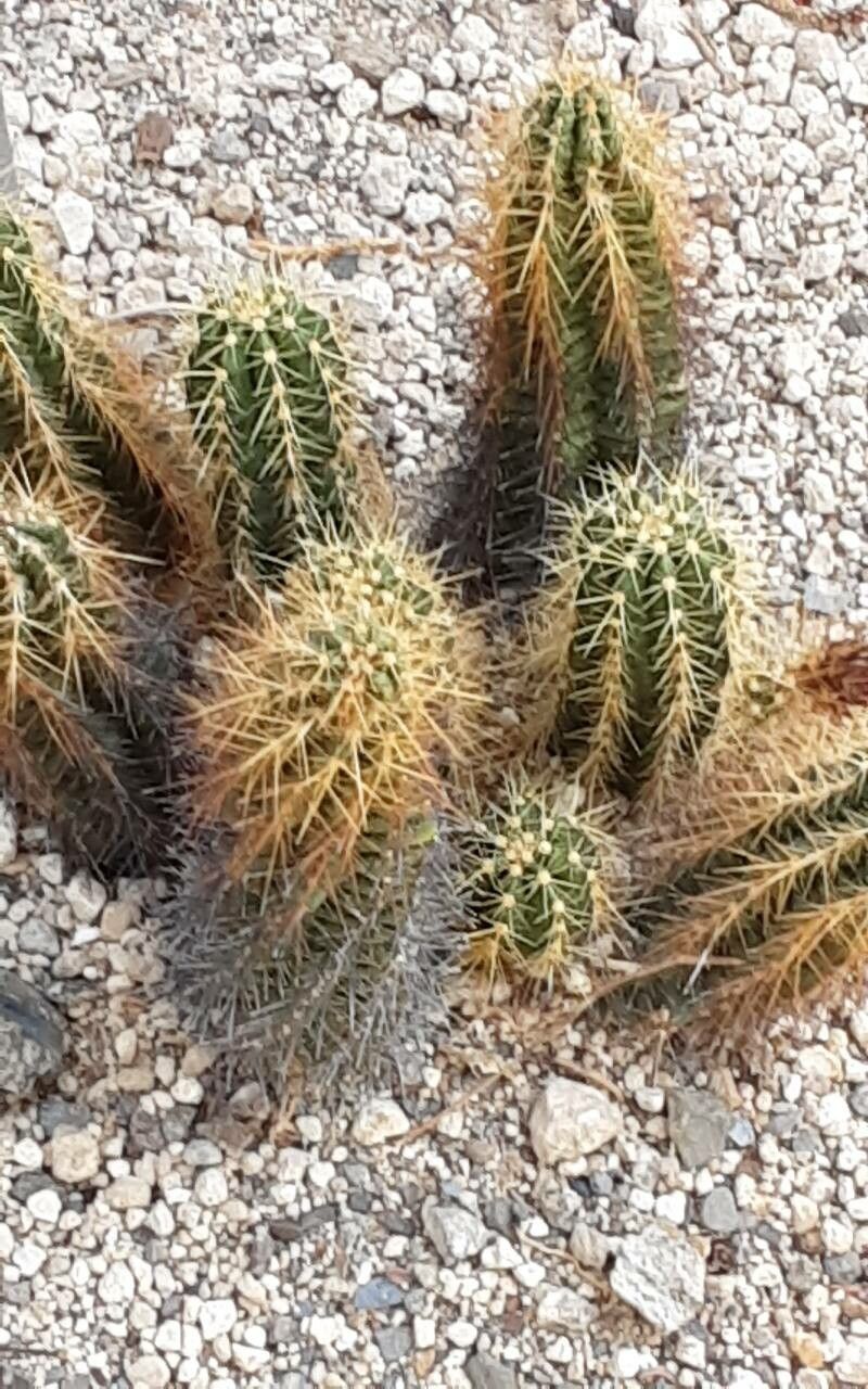 Echinocereus viereckii bark