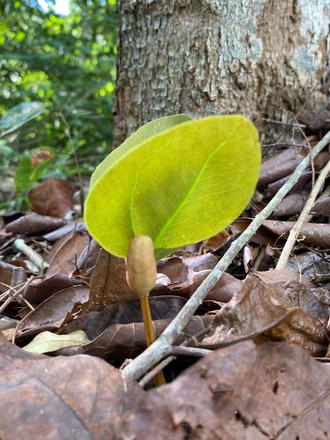 Hymenaea fariana — related species from the same genus