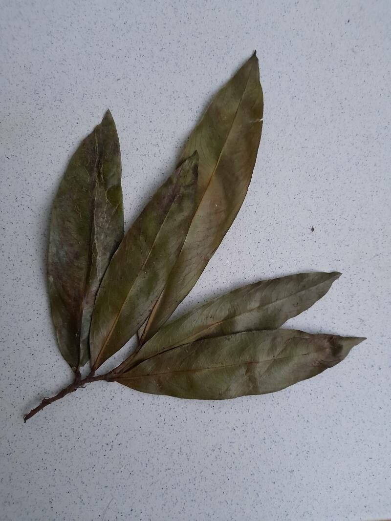 Ouratea guildingii leaf