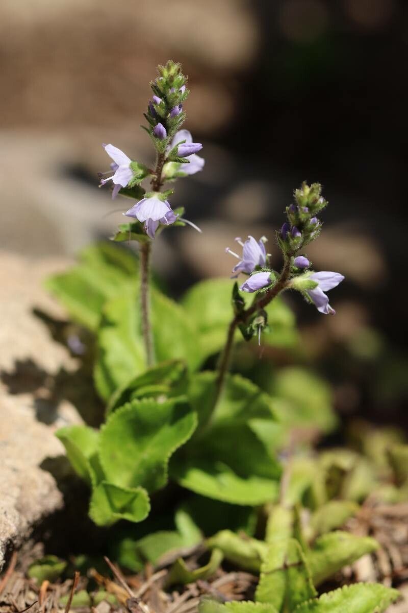 Veronica onoei flower