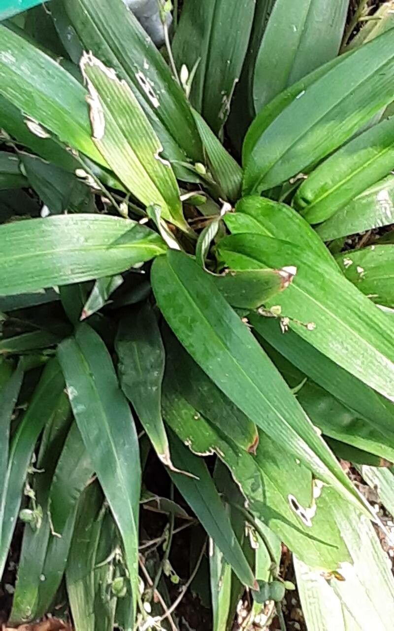 Chlorophytum alismifolium