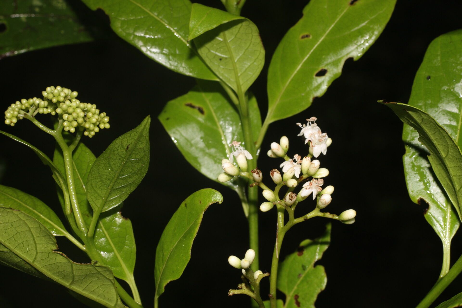 Cordia croatii flower