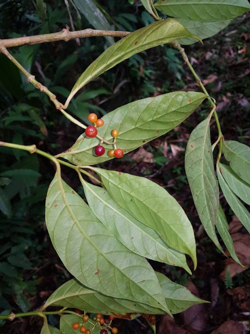 Psychotria remota — houseplant care guide