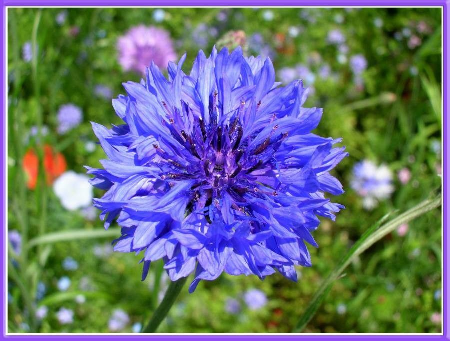 Centaurea cyanifolia flower