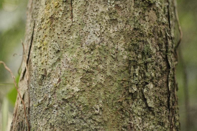 Protium surinamense bark