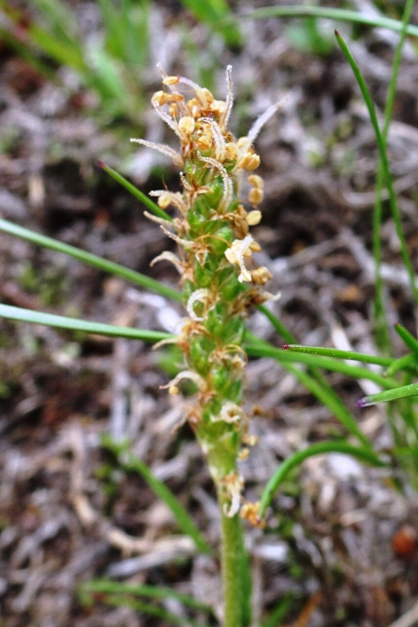 Plantago alpina flower