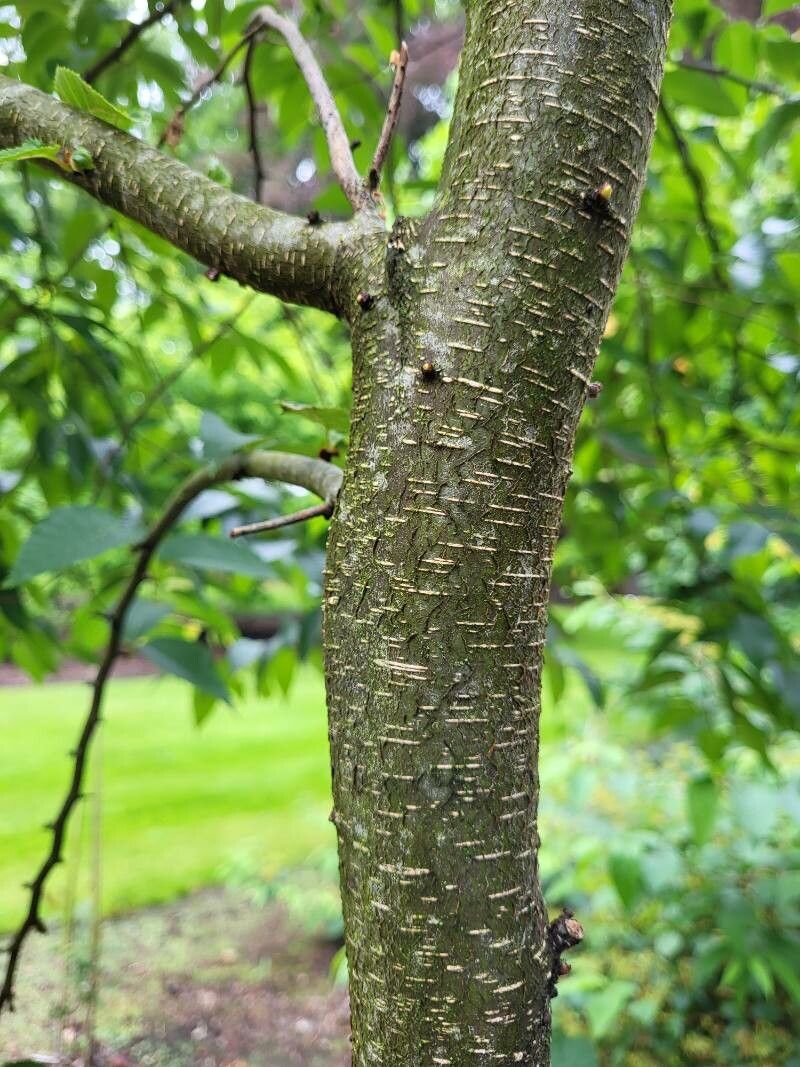 Betula insignis bark