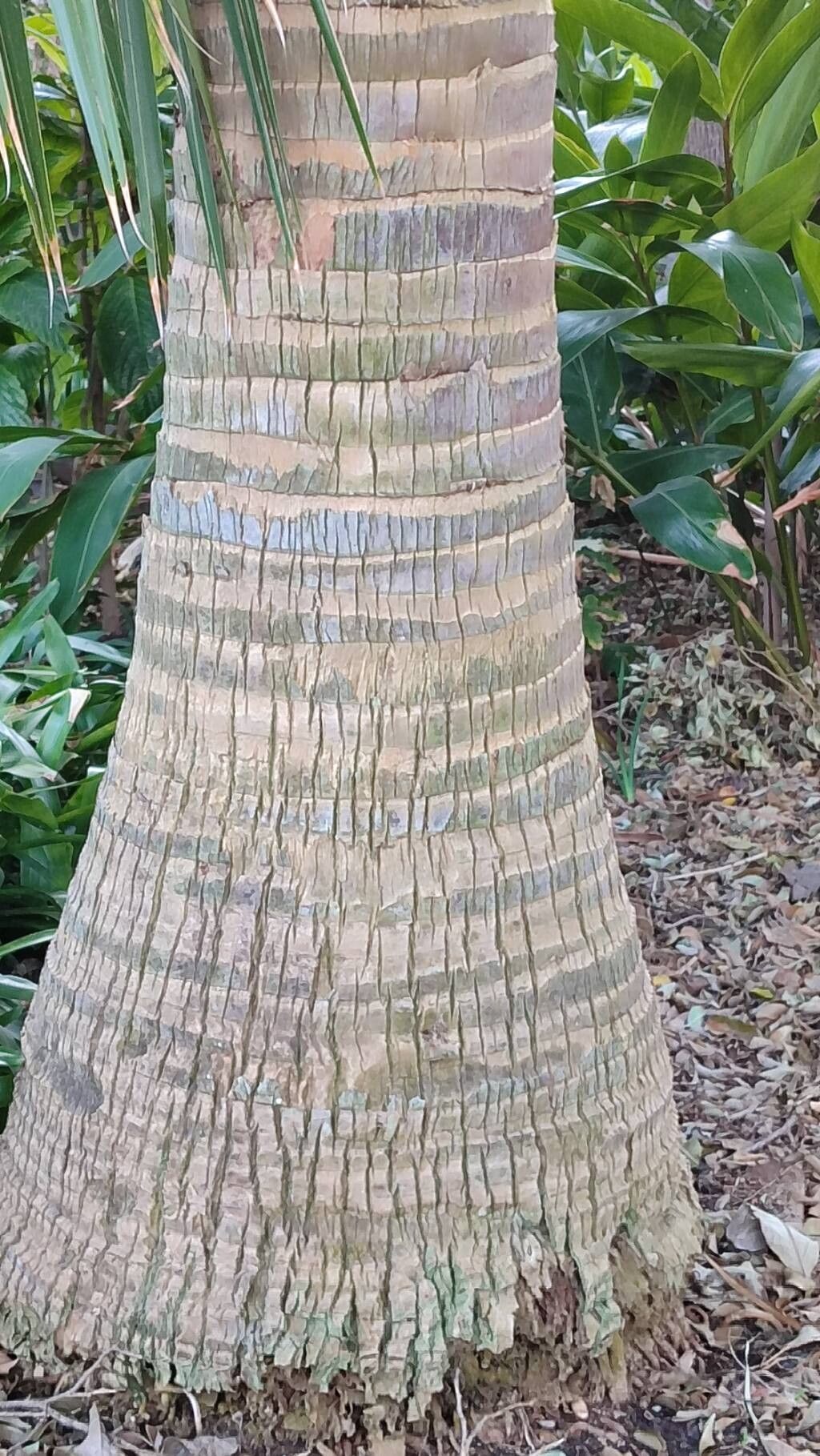 Pritchardia munroi bark