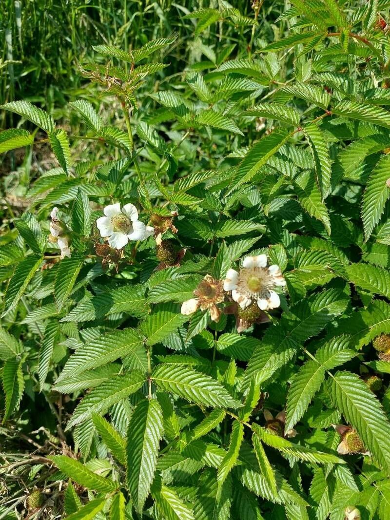 Rubus illecebrosus flower