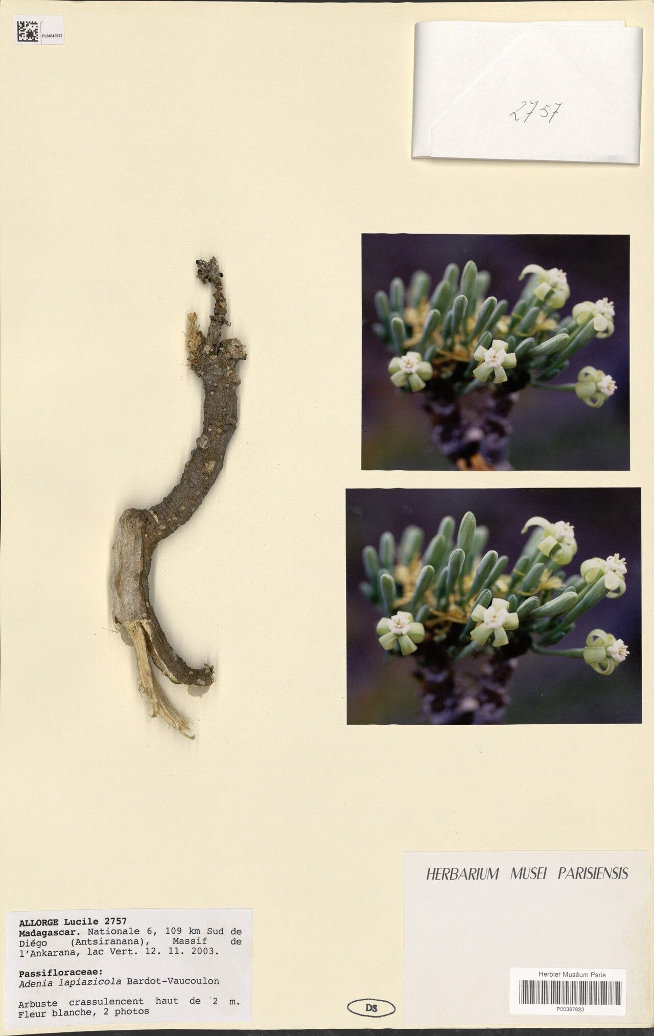 Adenia lapiazicola — houseplant care guide