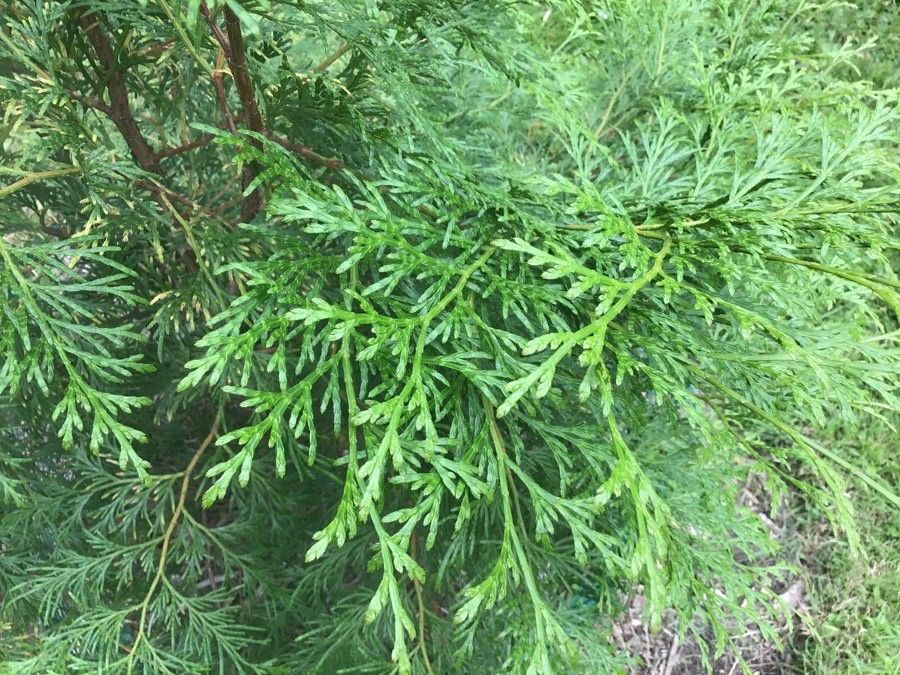 Calocedrus formosana — related species from the same genus