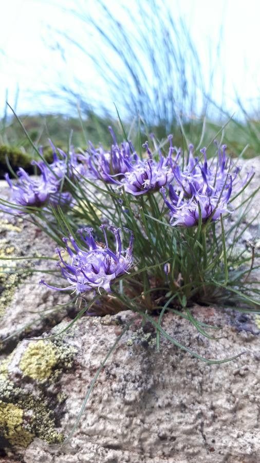 Phyteuma hedraianthifolium leaf