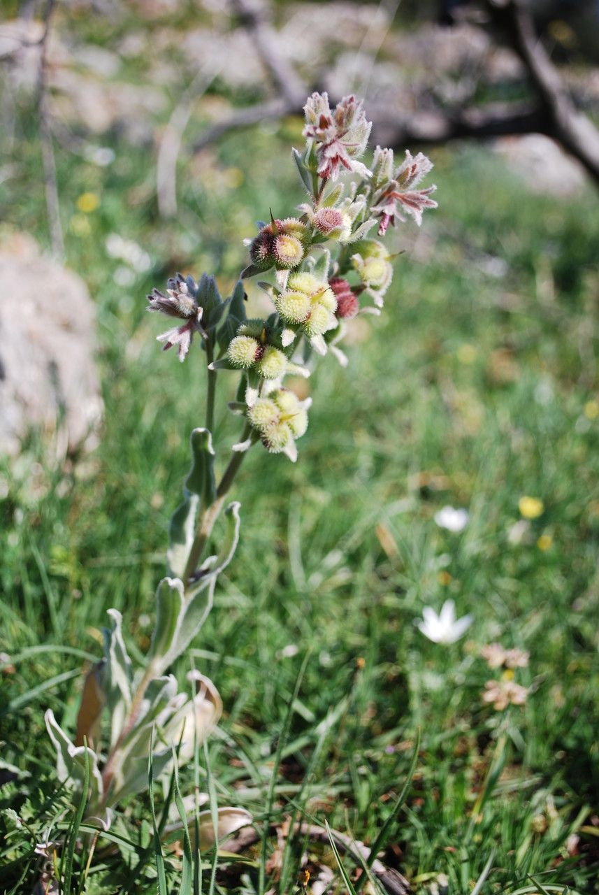 Cynoglossum dioscoridis fruit