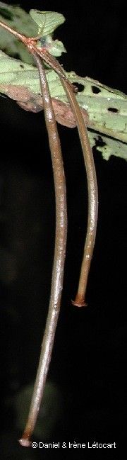 Atractocarpus longistipitatus bark