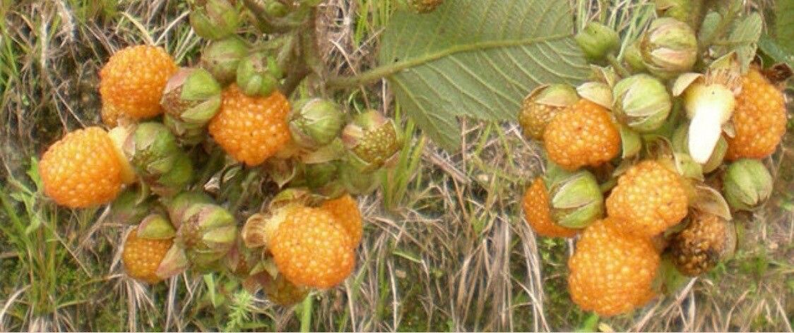 Rubus ellipticus fruit