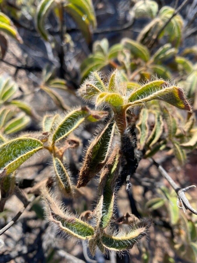 Cistus horrens — houseplant care guide