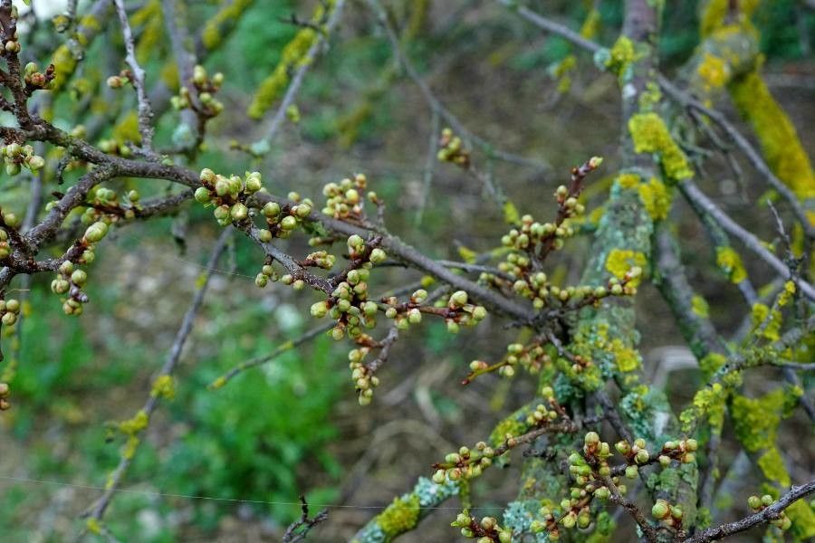 Hippophae rhamnoides flower