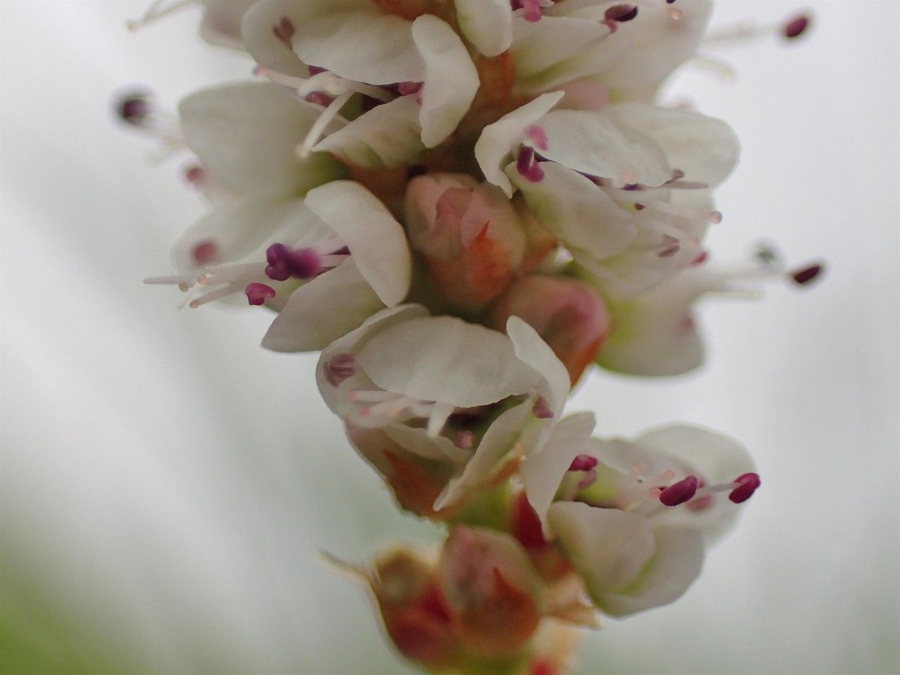Persicaria vivipara fruit