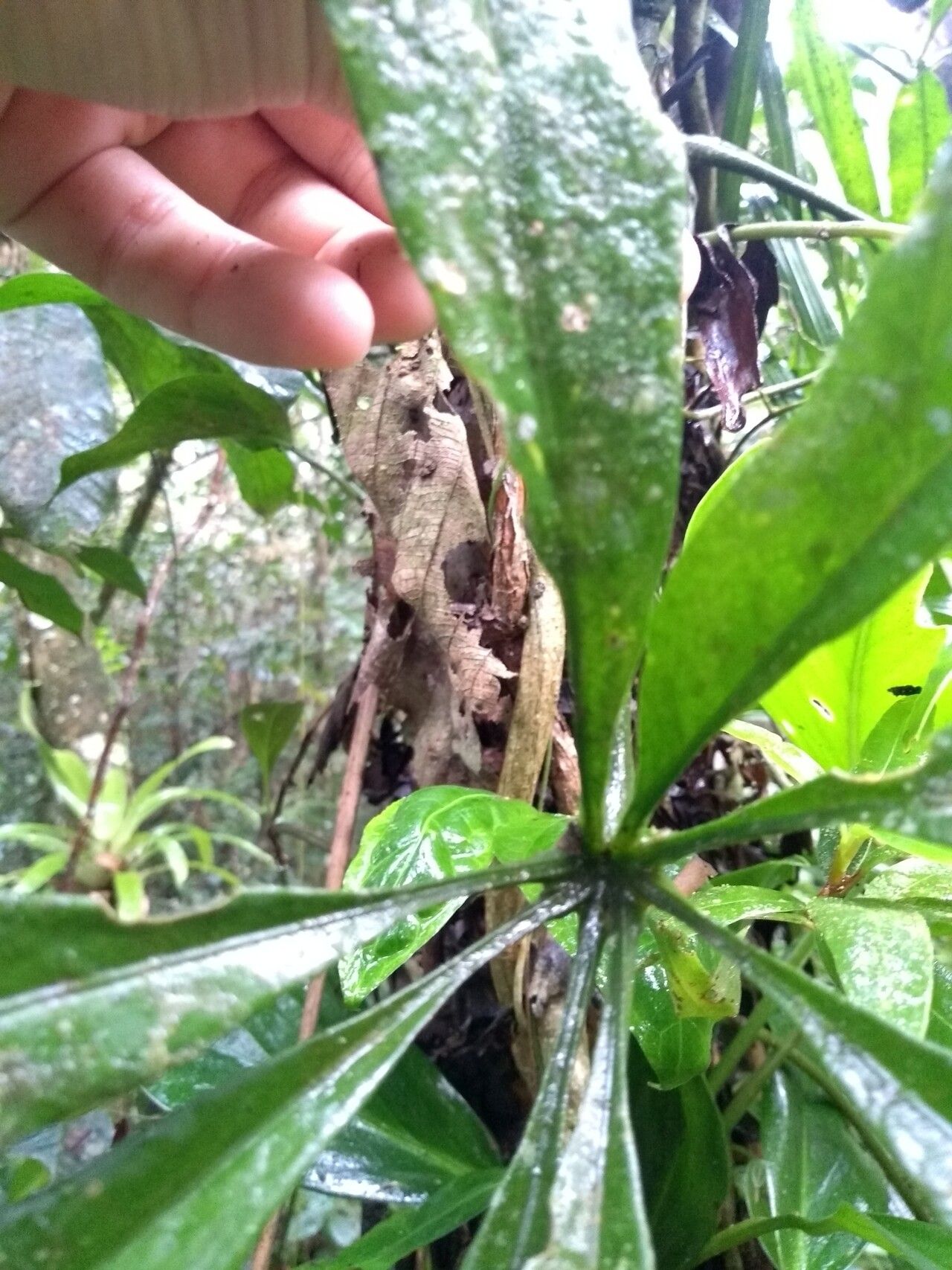 Anthurium sinuatum — houseplant care guide