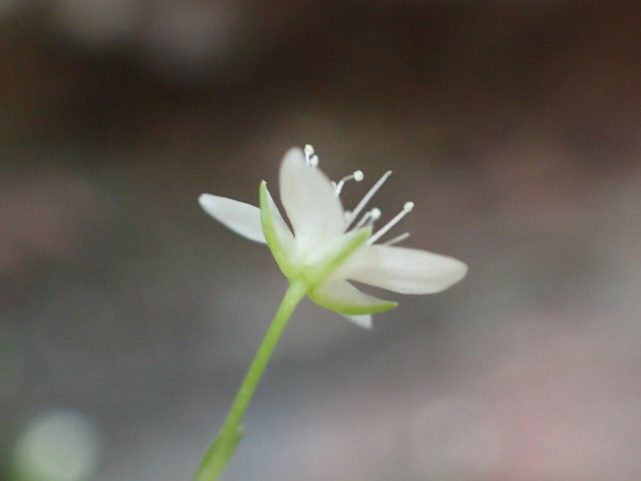 Moehringia intermedia flower