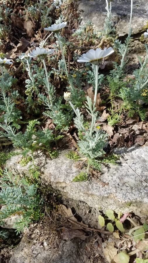 Anthemis tomentosa habit