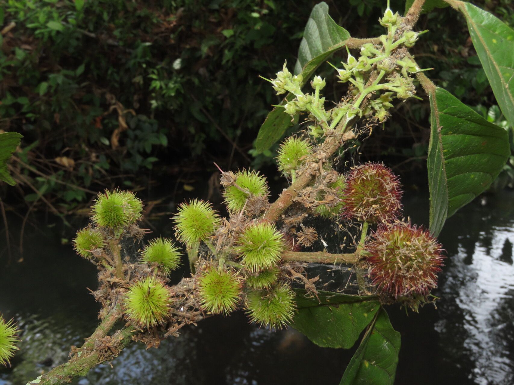 Sloanea rugosa fruit