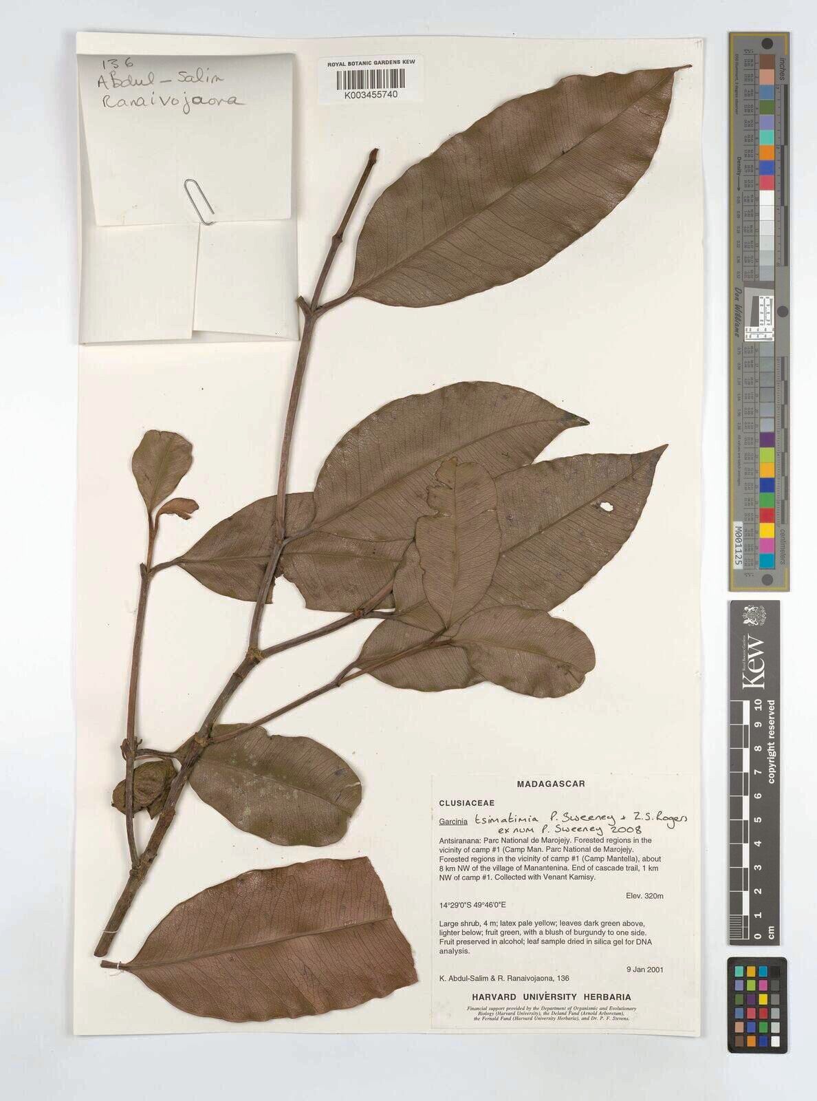 Garcinia tsimatimia — houseplant care guide