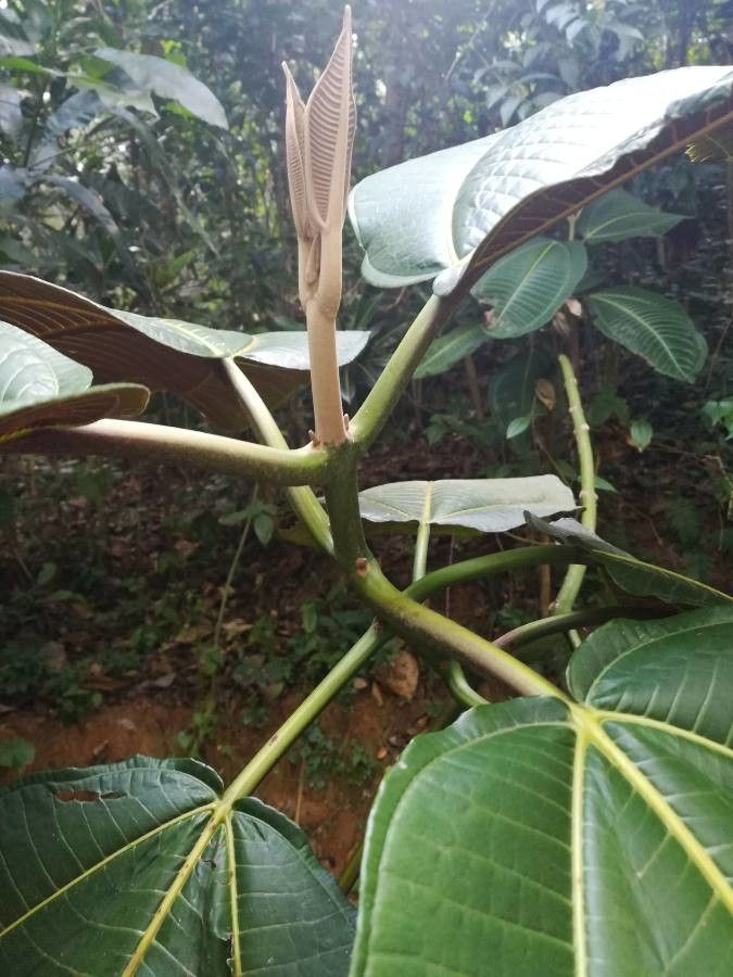 Miconia calvescens bark