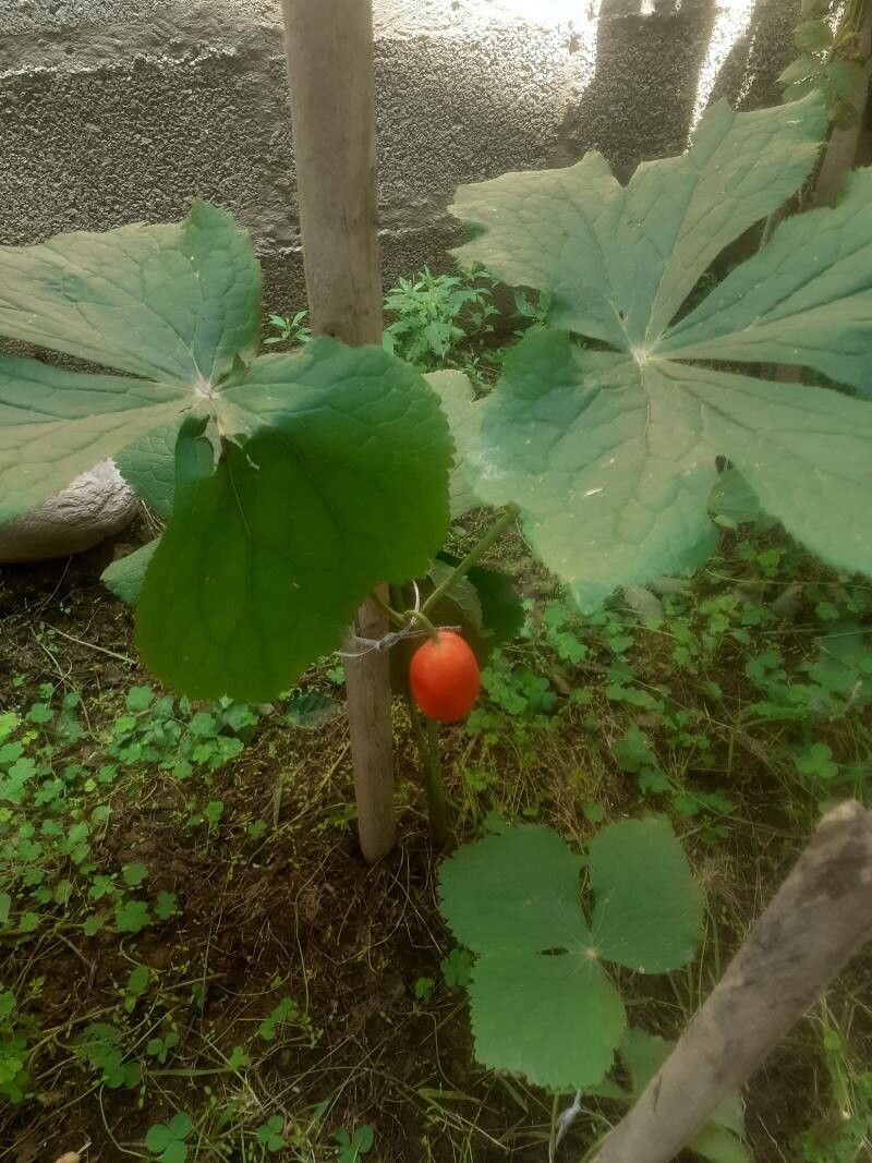 Sinopodophyllum hexandrum fruit