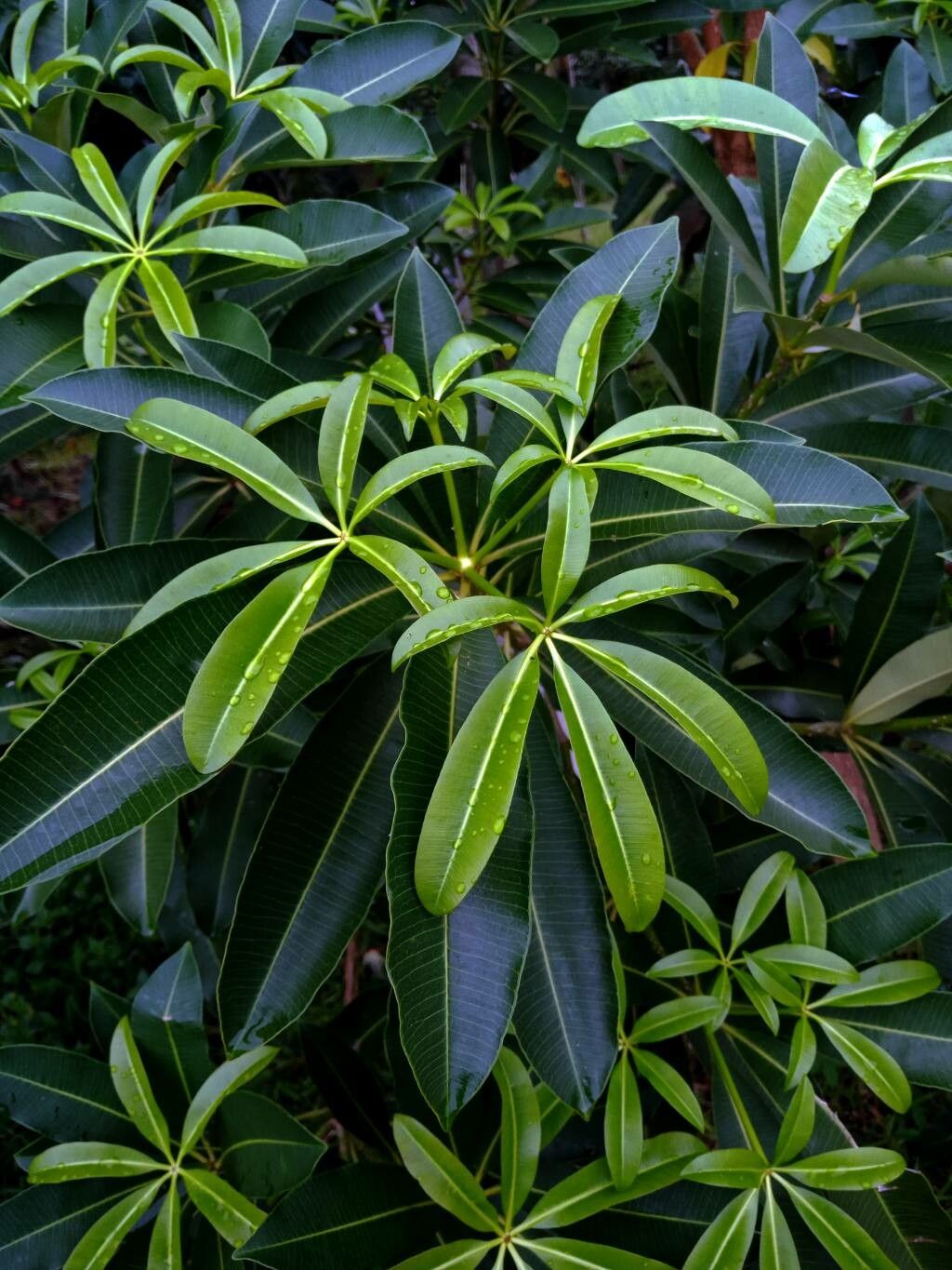 Alstonia scholaris leaf