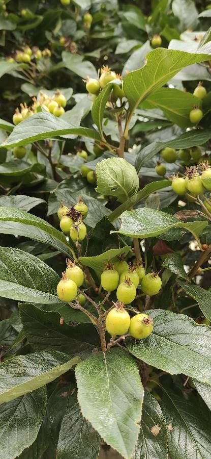 Crataegus × lavallei fruit