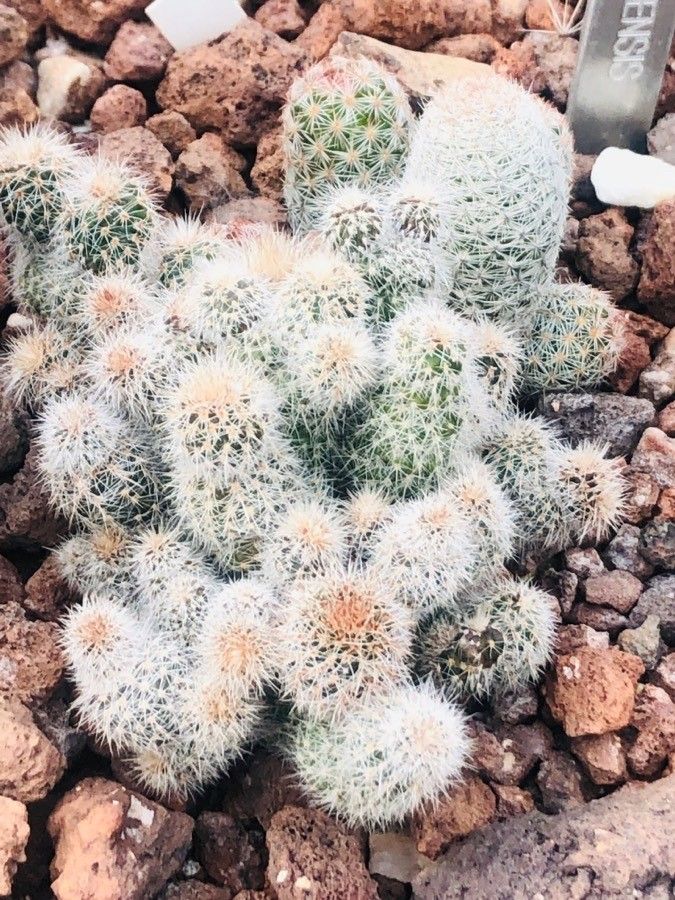 Escobaria chihuahuensis — related species from the same genus