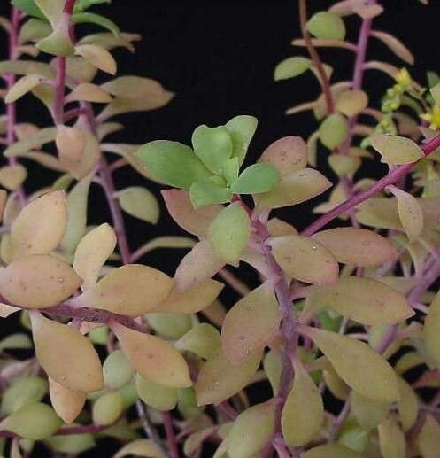 Sedum hultenii — houseplant care guide